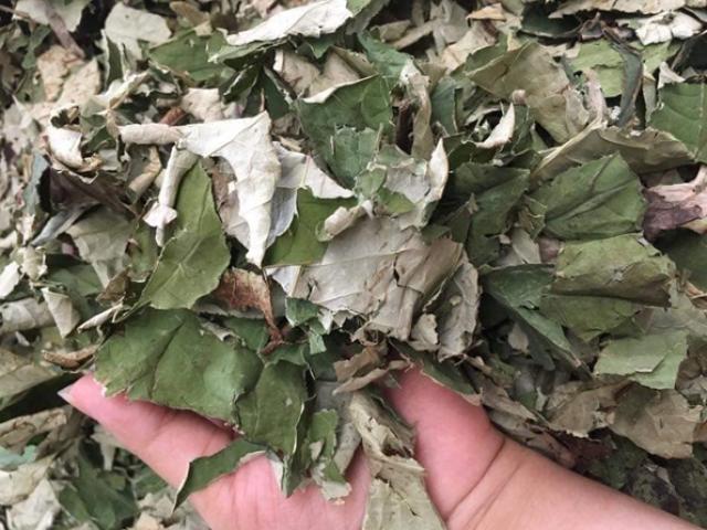 Thị trường - Tiêu dùng - Thứ lá cây tưởng chỉ vứt đi bỗng được săn lùng giá 100.000 đồng/kg