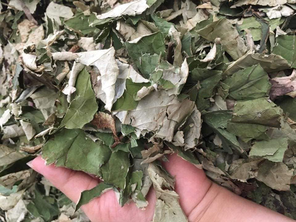 Lá sen khô giá lên đến 100.000 đồng/kg được chị em ưa chuộng mua về giảm cân.