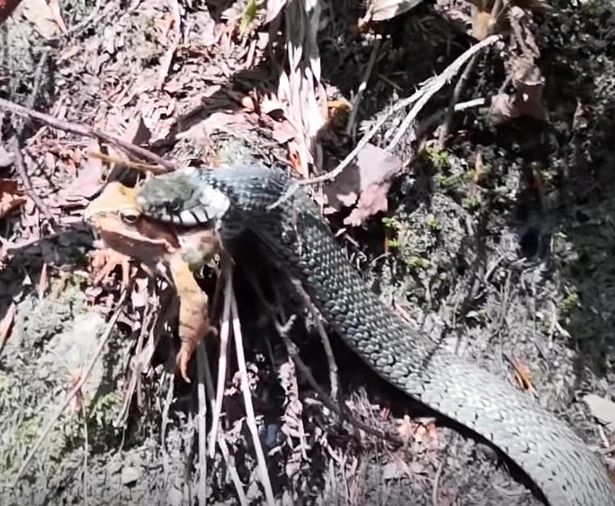 Khoảnh khắc cuối cùng của con ếch trước khi bị rắn nuốt vào bụng.