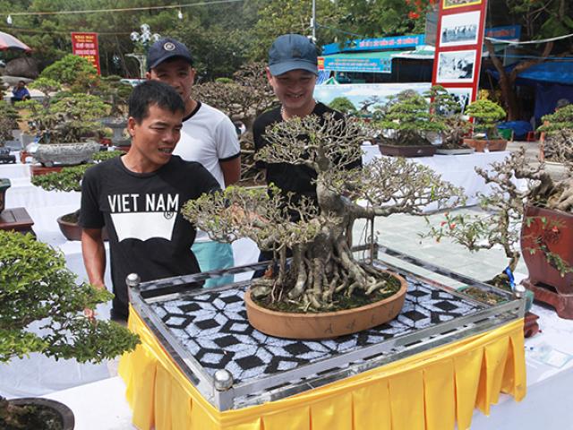 Thị trường - Tiêu dùng - Người Việt nô nức mang sanh bonsai giá cả trăm triệu đi triển lãm