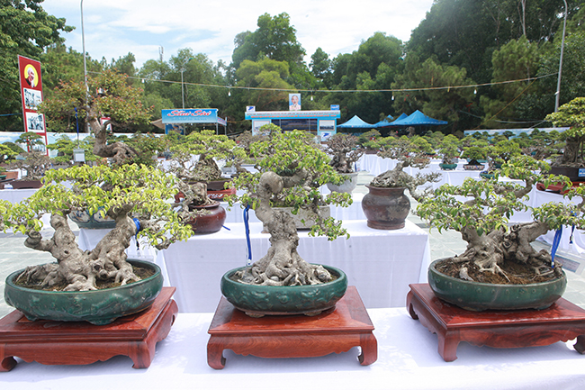 Tại triển lãm cây cảnh Sầm Sơn (Thanh Hóa) mới đây, nhiều tác phẩm sanh bonsai được trưng bày. Đây là những tác phẩm được chọn lọc từ các nhà vườn trên 15 tỉnh thành trong cả nước