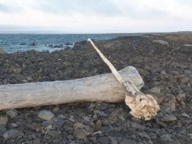 Tìm thấy sừng kỳ lân biển dài 3m nguyên vẹn ở hòn đảo Bắc cực