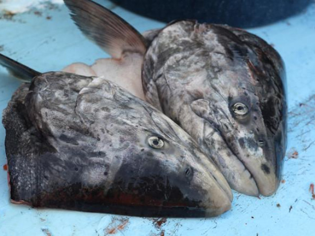 Ẩm thực - Món đầu cá thối của người Eskimo ở Alaska thách thức những người can đảm nhất