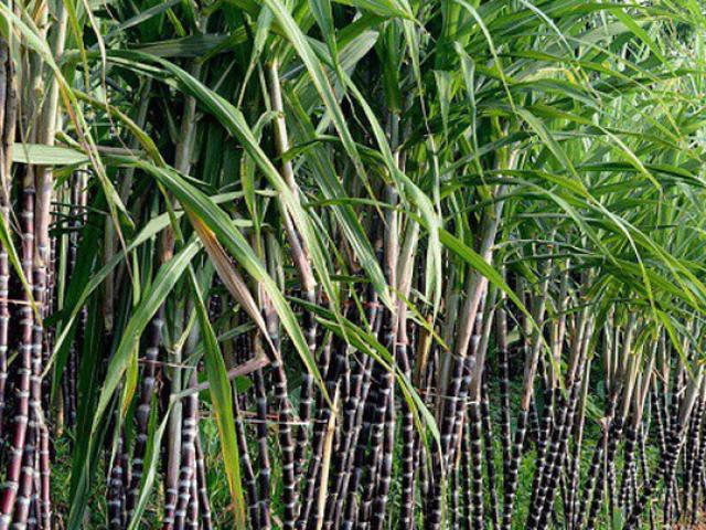 Kinh doanh - Vợ và con gái đại gia Đặng Văn Thành “bạo tay” chi tiền