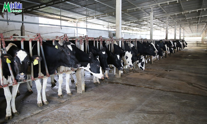 Trang trại bò được chú trọng đầu tư đảm bảo cho việc chăn nuôi đạt năng suất tốt nhất