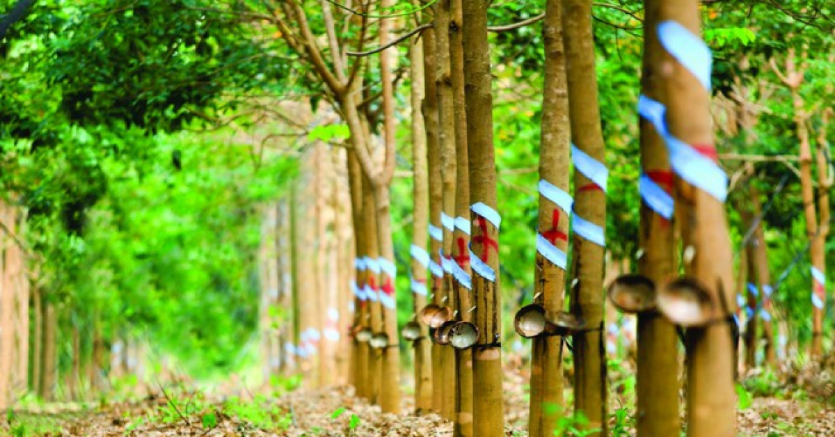 Kinh doanh - Cao su Phước Hòa: Từ “ông lớn” cao su thành “đại gia” bất động sản nhờ đất rừng