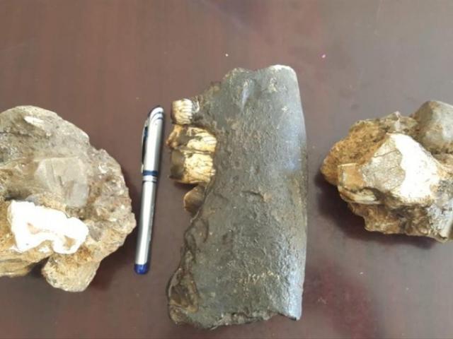 Tin tức trong ngày - Phát hiện hóa thạch tê giác trong hang động Phong Nha - Kẻ Bàng