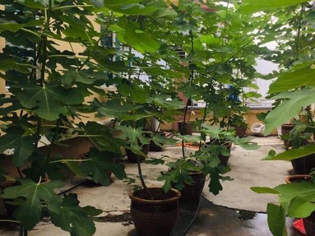 Thị trường - Tiêu dùng - Bỏ việc lương 80 triệu/tháng, trồng quả từng gây sốt ở Việt Nam mà "đếm tiền mỏi tay"