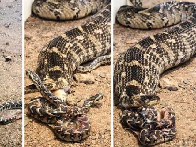 Media - Rắn mẹ quằn quại đẻ liền lúc 57 con