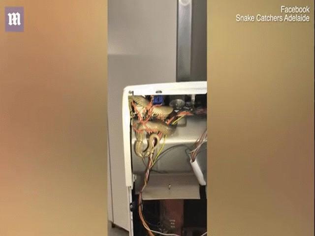 Phi thường - kỳ quặc - Người phụ nữ rụng rời khi thấy "tử thần" xuất hiện ở nơi ít ai ngờ