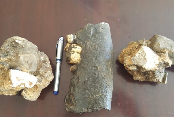 3 mẫu hóa thạch tê giác được phát hiện trong hang động Ảnh: H.N