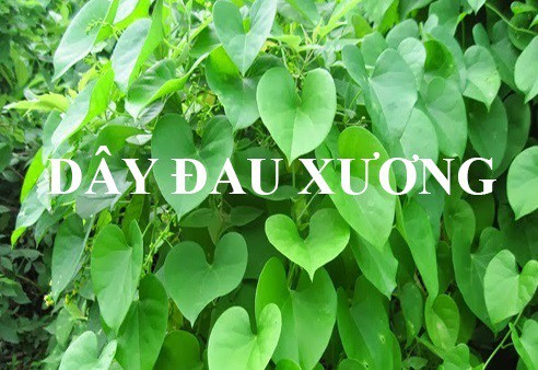Dây đau xương có thể giúp giảm đau tê nhức xương khớp