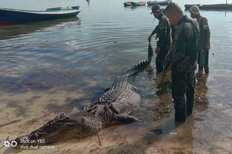 Con cá sấu kéo&nbsp;Junick Husin xuống nước ăn thịt bị người dân địa phương giết chết.