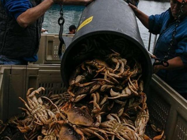 Thị trường - Tiêu dùng - Loài tự "chôn" mình khi gặp nguy, ăn tưởng "gãy răng" thật ra rất ngon giá cả triệu/kg