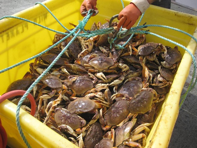 Ở Việt Nam, cách đây không lâu, loại cua đá Canada được bán với giá hơn 1 triệu/kg.