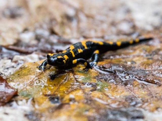 Thế giới - Con người sắp có khả năng mọc lại tay chân khi bị đứt?