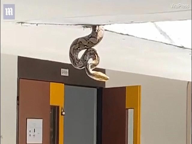 Phi thường - kỳ quặc - Trăn dài 3,6 mét thò đầu xuống từ mái nhà, sinh viên "kinh hồn bạt vía"