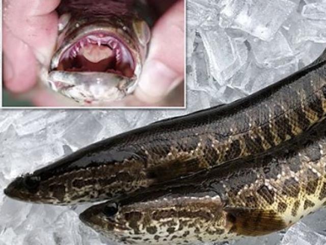 Thế giới - Vì sao cá chuối TQ khiến quan chức Mỹ lo sợ, yêu cầu giết ngay nếu gặp?