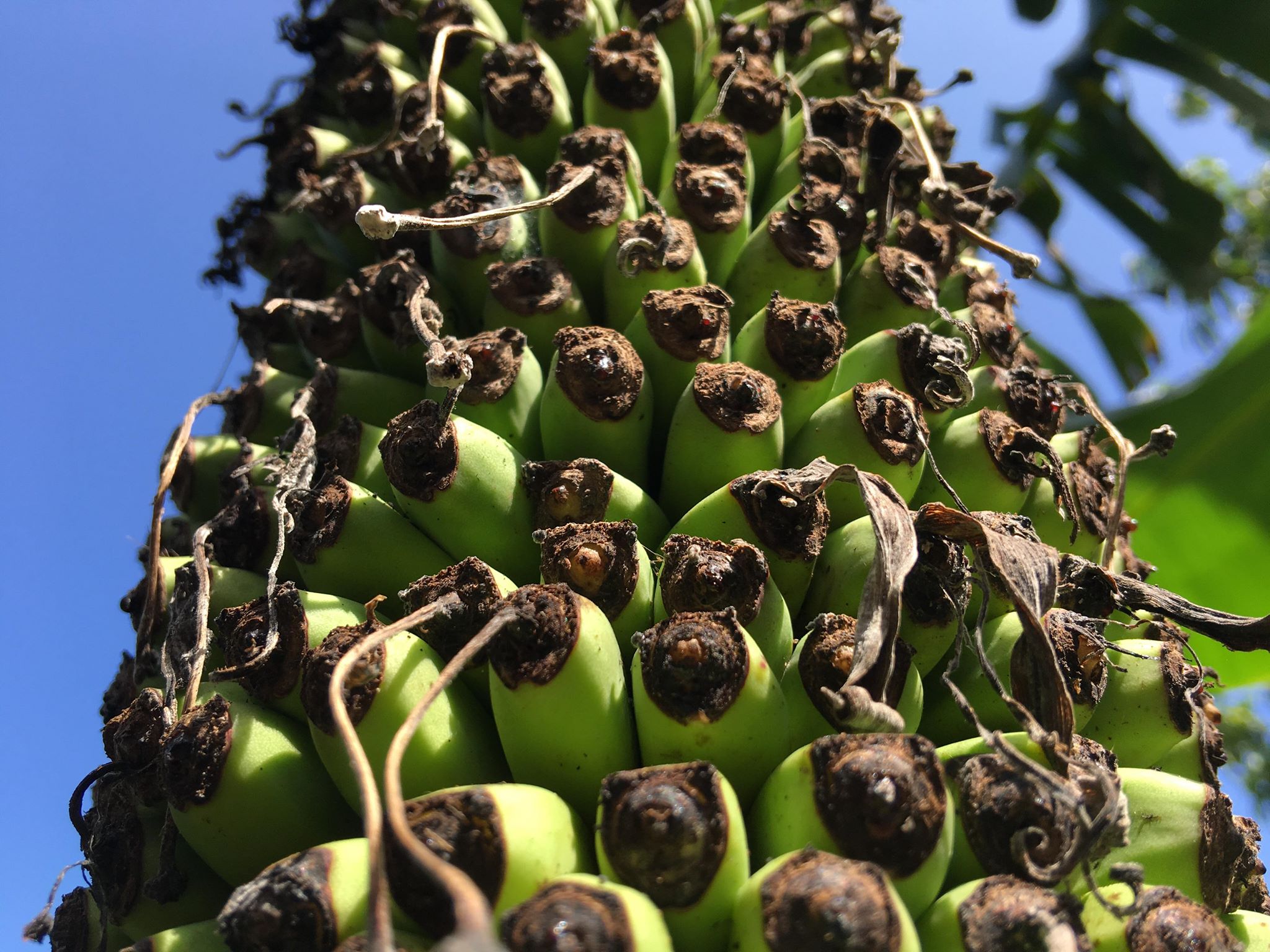 Close-up of banana tree with more than 350 bunches, up to... 2m in Ha Tinh - 2