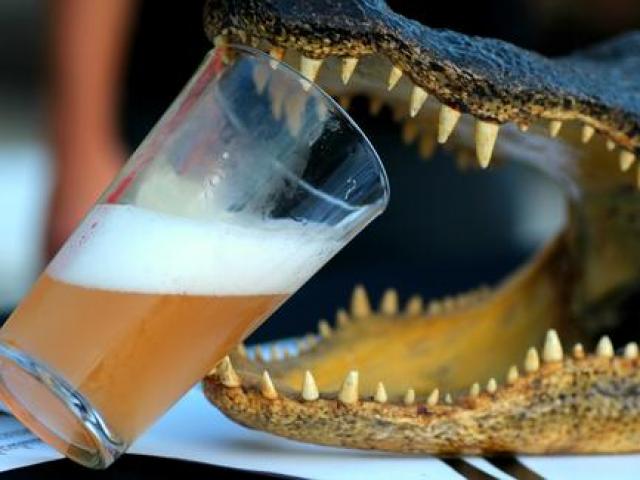 Phi thường - kỳ quặc - Tra tay vào còng vì ép cá sấu uống bia