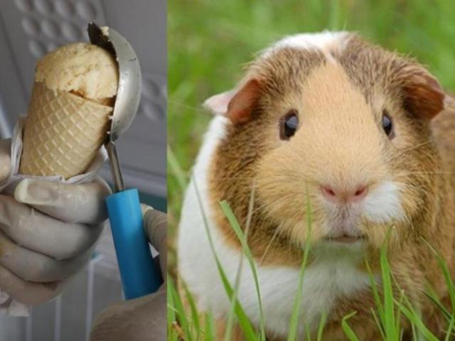 Ẩm thực - Choáng với loại kem có vị chuột lang khiến bao người tò mò