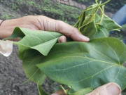 Thị trường - Tiêu dùng - Lọai rau lá ngón không độc, giá rẻ như cho ở Việt Nam