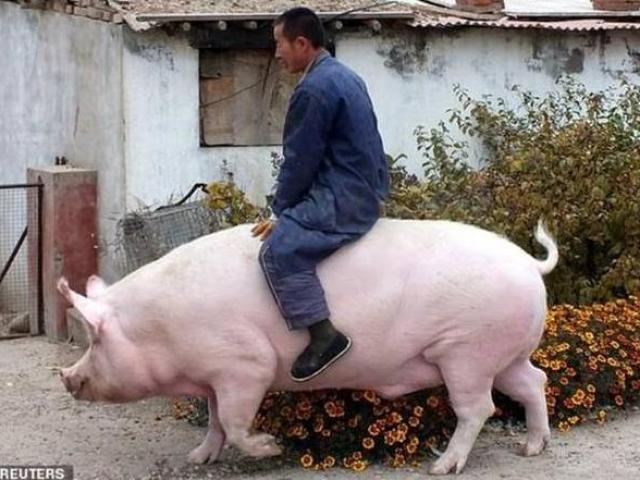 Kinh doanh - Nghỉ việc về quê nuôi 22 con lợn, nay thành đại gia khiến cả nước bất ngờ