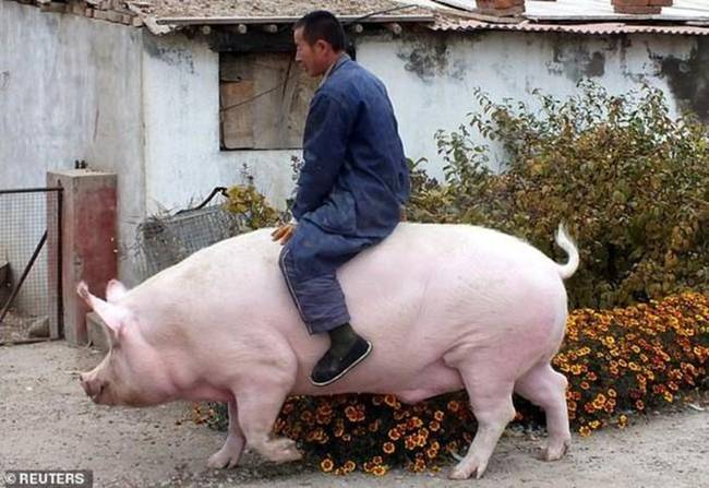 Cách đây ít ngày, báo chí đưa tin một trang trại ở miền Nam Trung Quốc đã nuôi những con lợn, to như gấu Bắc Cực. Những con lợn này có thể nặng tới 500kg.
