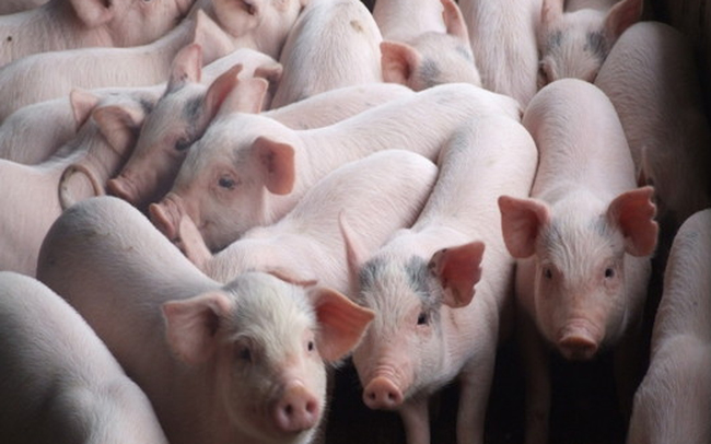Giá thịt lợn hơi sắp chạm mốc 70.000 đồng/kg.