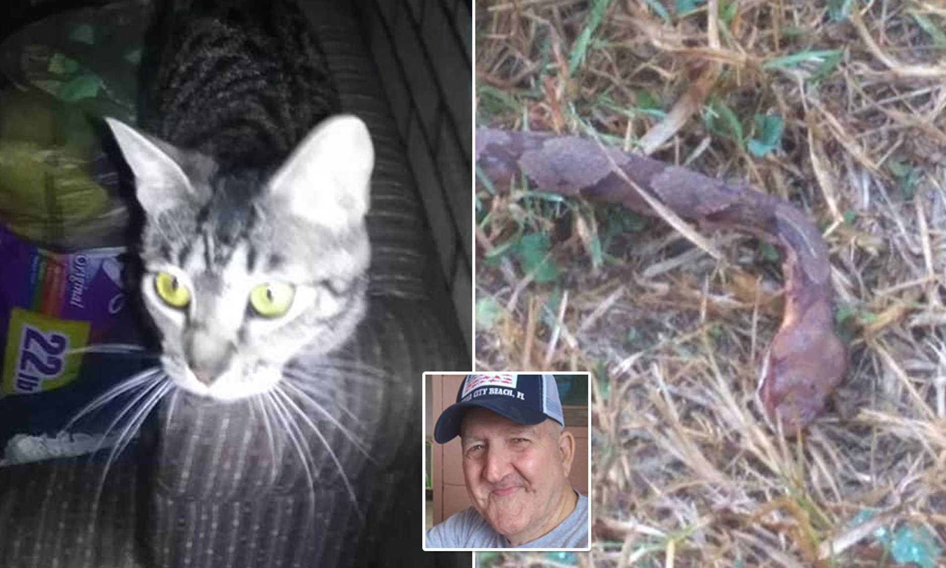 Con rắn độc mò vào bếp nhà ông Nelson chết thảm sau khi gặp mèo 