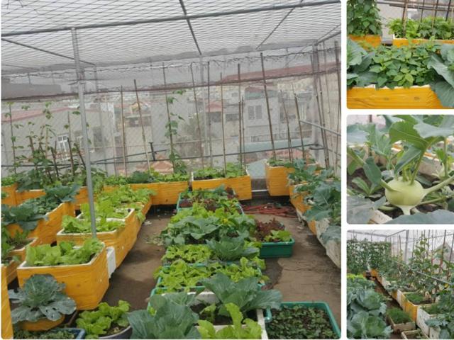 Mê hoặc với vườn rau trồng trong thùng xốp, tươi ngon nõn nà mà chi phí thấp