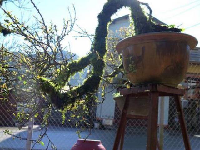 Thị trường - Tiêu dùng - Thứ cây mọc phủ đầy rêu mốc mà giá hàng chục triệu đồng