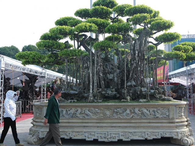 Cận cảnh “siêu cây” Việt khách Nhật trả 460 tỷ đồng không bán