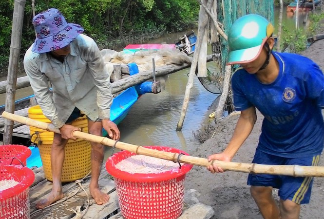 Vận chuyển ruốc lên bờ sau chuyến biển