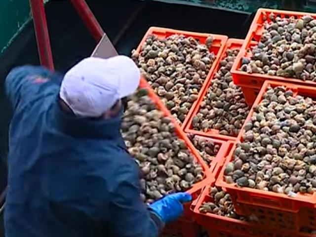 Thị trường - Tiêu dùng - Từng chỉ làm mồi bắt cá, chẳng ai ăn, nay bán nửa triệu/kg vẫn "hết hàng"