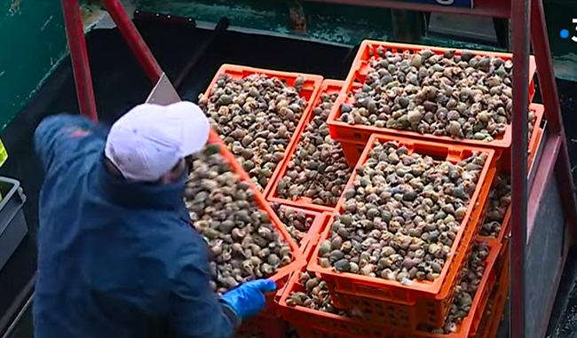 Chúng thường được nấu với bơ, tỏi và gia vị để phục vụ thực khách.&nbsp;Hoặc cách đơn giản là rửa sạch, luộc trong nước muối có bỏ hoa garni và sau đó thưởng thức.