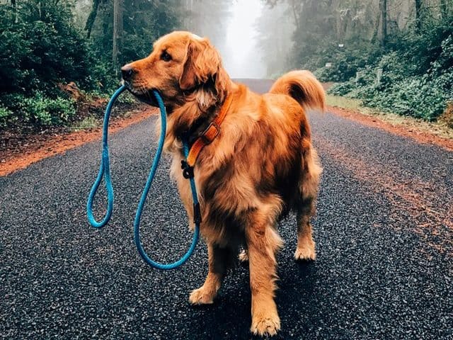 Thị trường - Tiêu dùng - Giới nhà giàu chi cả chục tỷ để mua chó cưng thuần chủng