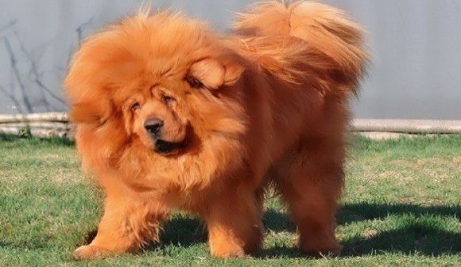 Chú chó ngao Tây Tạng từng được bán với giá 1,9 triệu USD (Nguồn: BI)