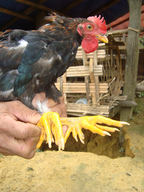 Tam đặc sản tiến Vua nổi danh đất Phú Thọ, có loại sắp tuyệt chủng - 2