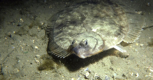 Chúng sống ở độ sâu khoảng 50m và được tìm thấy nhiều ở đảo Bắc (New Zealand).