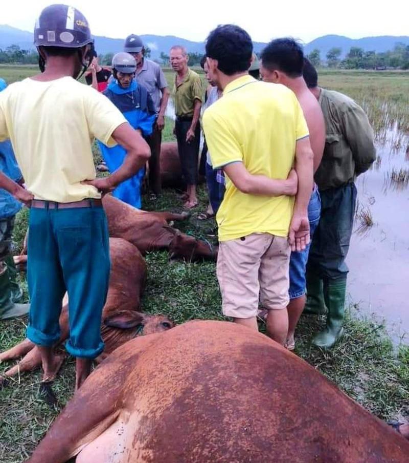 Người dân bàng hoàng khi phát hiện 6 con bò bị đánh chết trên đồng xã Thạch Đài.