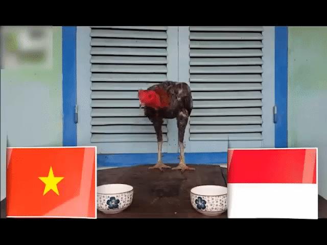 Video Clip Cười - "Thần kê" dự đoán Việt Nam và Indonesia nhận cái kết bất ngờ