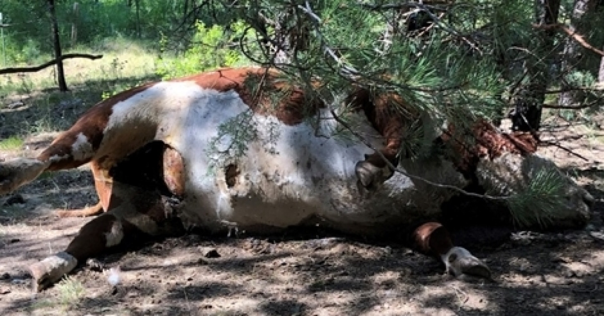 Du lịch - Bí ẩn reo rắc nỗi sợ hãi về đàn bò bị hút cạn máu