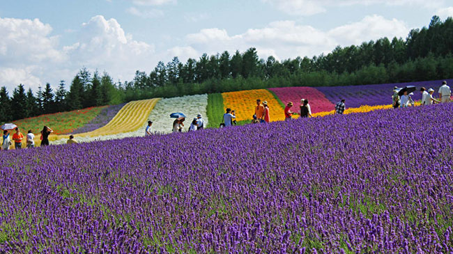 Trang trại hoa oải hương (Hokkaido): Trang trại Tomita có ba cánh đồng hoa oải hương: Đông hoa oải hương, Cánh đồng Sakiwai và Vườn hoa oải hương truyền thống.
