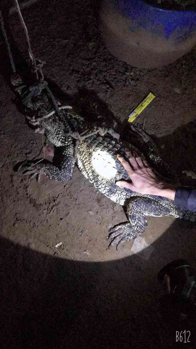 Con cá sấu bị trói sau khi mò vào nhà dân