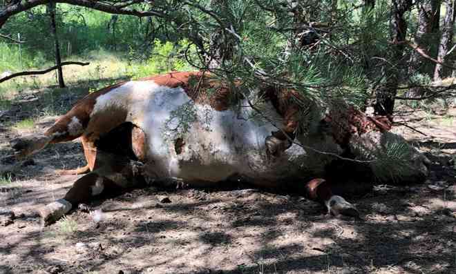 Hiện vẫn chưa có manh mối về vụ việc 5 con bò đực bị hút cạn máu.