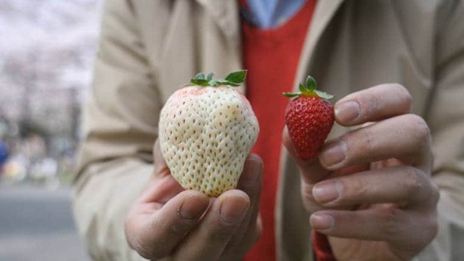 Đây là chất làm cho trái cây và rau quả có màu tự nhiên của chúng. Theo Yasuhito Teshima, sau nhiều năm thử nghiệm và nhiều sai sót, kỹ thuật trồng dâu tây trắng vẫn không hoàn hảo.