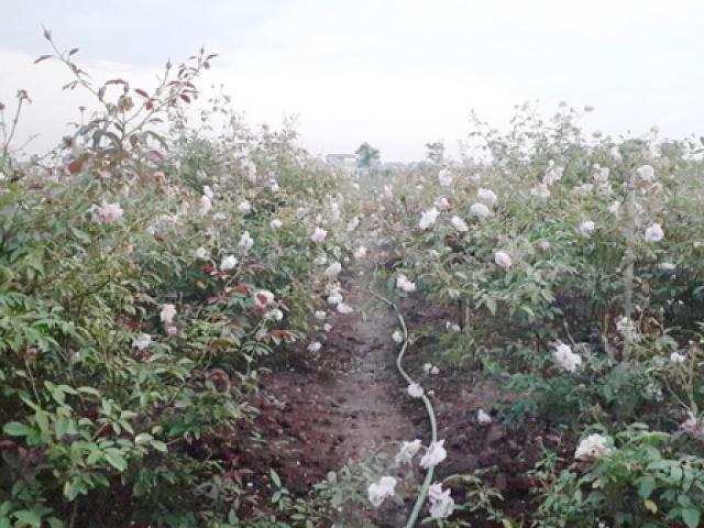 Thị trường - Tiêu dùng - Trồng cây “siêu lợi nhuận”, người đàn ông Hưng Yên thu tiền mỏi tay