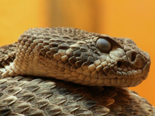 Media - Trúng độc loài rắn này, người lớn "hóa" thành trẻ em