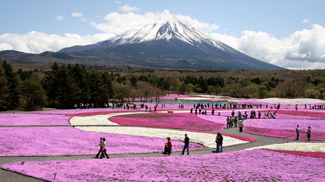 Lễ hội Fuji Shibazakura, (Yamanashi): Với nền núi Phú Sĩ ở phía sau, khoảng 800.000 thân cây shibazakura bao phủ cả một khu vườn lớn trong một tấm thảm màu hồng, trắng và tím.
